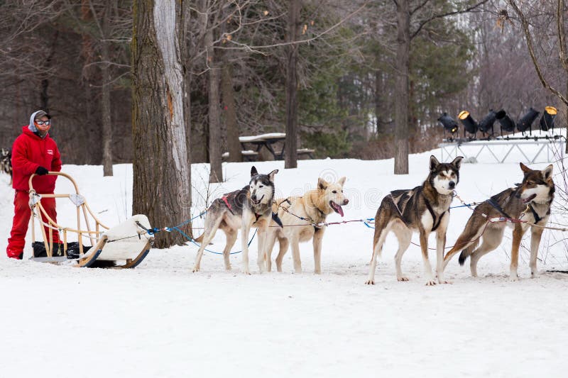 Mens met zijn honden die sleeritten aanbieden tijdens het de Sneeuwfestival van Montreal royalty-vrije stock foto's Mens met zijn honden die sleeritten aanbieden tijdens het de Sneeuwfestival van Montreal royalty-vrije stock foto's