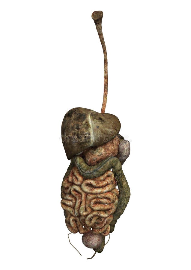 Human Guts stock illustration. Illustration of organ - 34678741