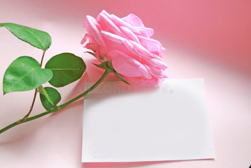 Pink rose with green leaves laid over a blank white note card on romantic pink background. Fit for love, valentines, occasion, engagement, romantic moments concept. Pink rose with green leaves laid over a blank white note card on romantic pink background. Fit for love, valentines, occasion, engagement, romantic moments concept.