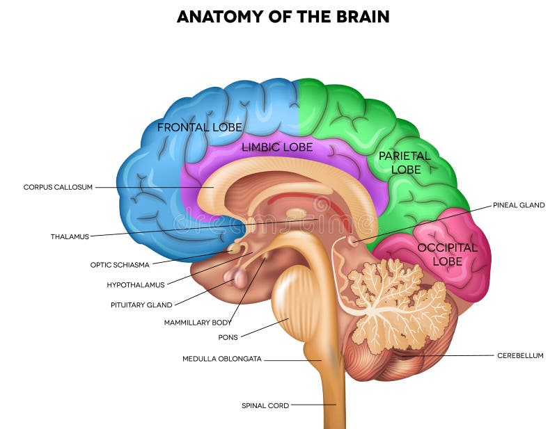 Mensch Brain Anatomy