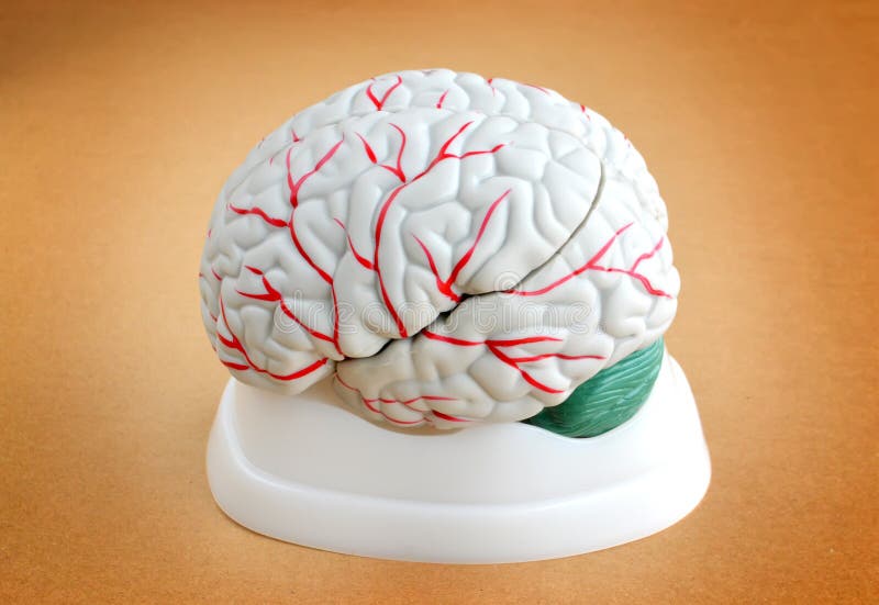 Mensch Brain Anatomy stockbild Mensch Brain Anatomy stockbild