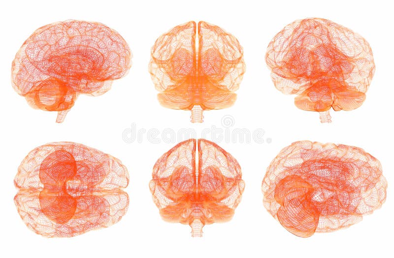 Mensch Brain Anatomy Satz mehrfache Ansichten stockfotos Mensch Brain Anatomy Satz mehrfache Ansichten stockfotos