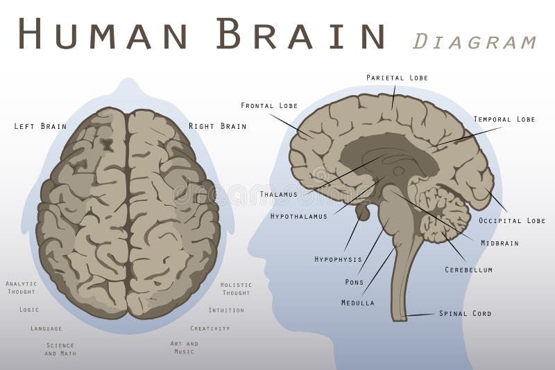 Mensch Brain Diagram vektor abbildung Mensch Brain Diagram vektor abbildung