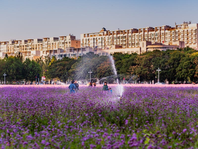 Menschen / Familien, die ein Feld von Violett / Lavendel / Violett Vervain Blumen in einem städtischen Park bewundern stockbild Menschen / Familien, die ein Feld von Violett / Lavendel / Violett Vervain Blumen in einem städtischen Park bewundern stockbild