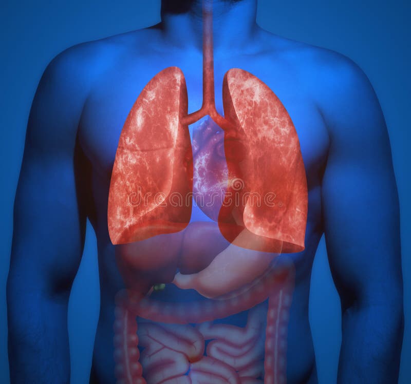 Menschliche Anatomie Die Lungen