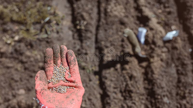 Menschliche Hand mit Samen für das Pflanzen stockbild Menschliche Hand mit Samen für das Pflanzen stockbild