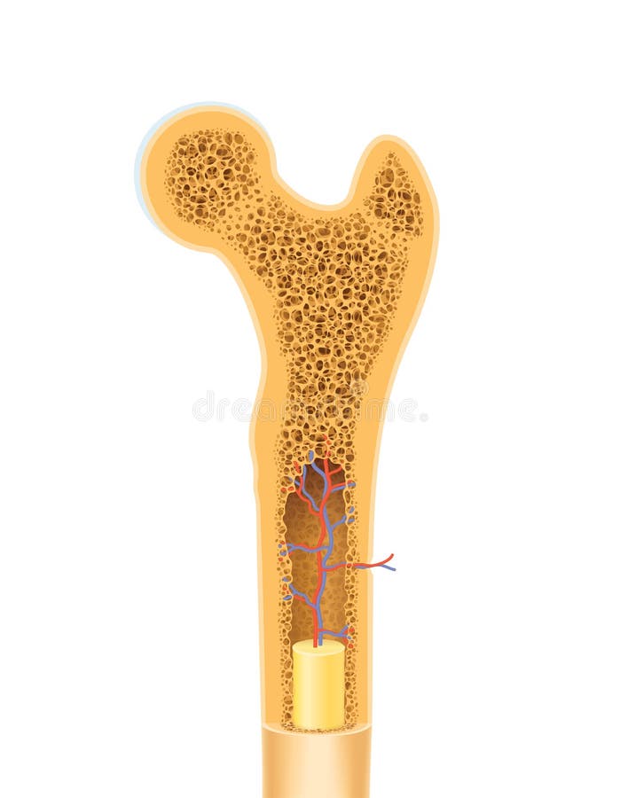 Menschliche Knochenanatomie stock abbildung Menschliche Knochenanatomie stock abbildung