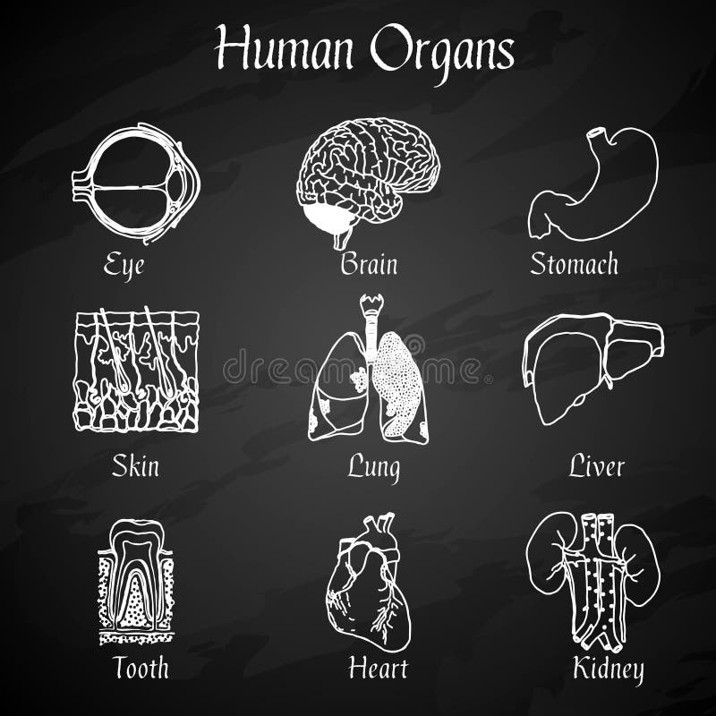 Menschliche Organ-Tafel-Ikonen vektor abbildung Menschliche Organ-Tafel-Ikonen vektor abbildung