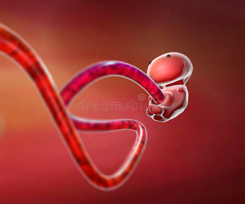 Menschlicher Embryo stock abbildung. Illustration von ungeboren 35005865