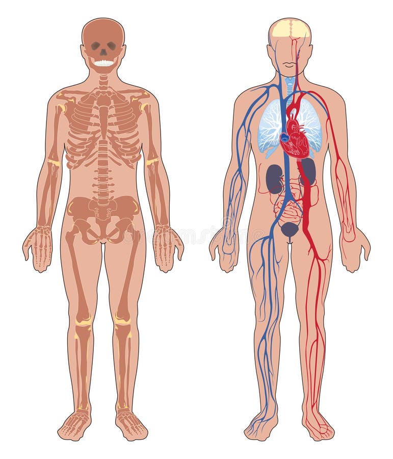Menschlicher Korper Anatomie Stock Abbildung Illustration Von Anatomie Korper
