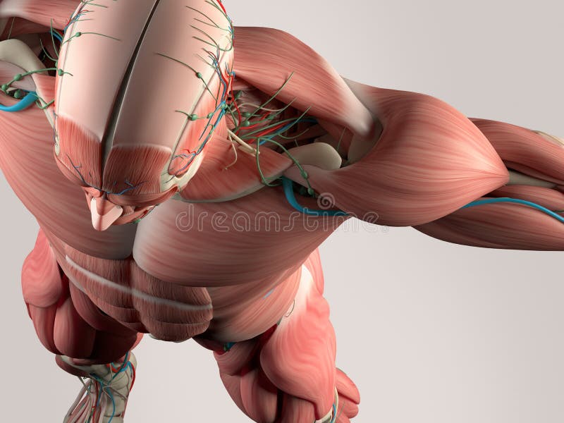 Menschliches Anatomiedetail des Schädels und der Schulter Muskel, Arterien Auf einfachem Studiohintergrund lizenzfreie abbildung Menschliches Anatomiedetail des Schädels und der Schulter Muskel, Arterien Auf einfachem Studiohintergrund lizenzfreie abbildung