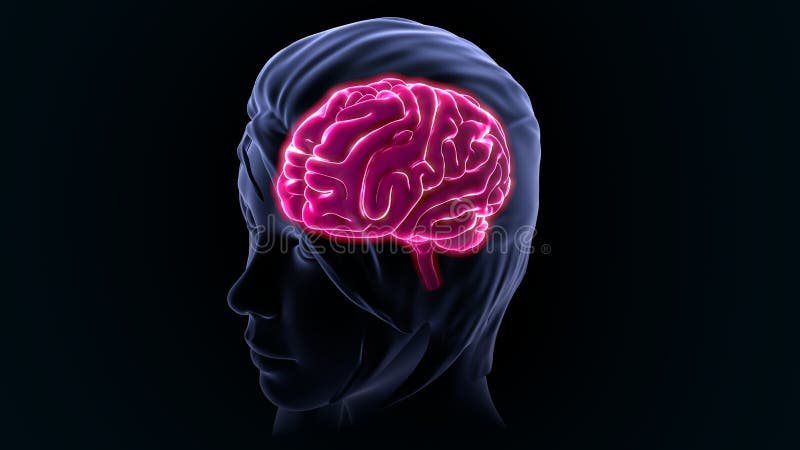 Menschliches Gehirn Stockfoto Bild Von Gehirn Menschliches