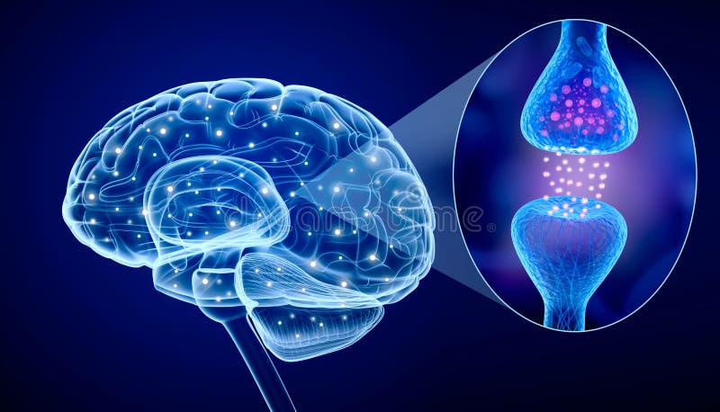 Menschliches Gehirn und aktiver Empfänger