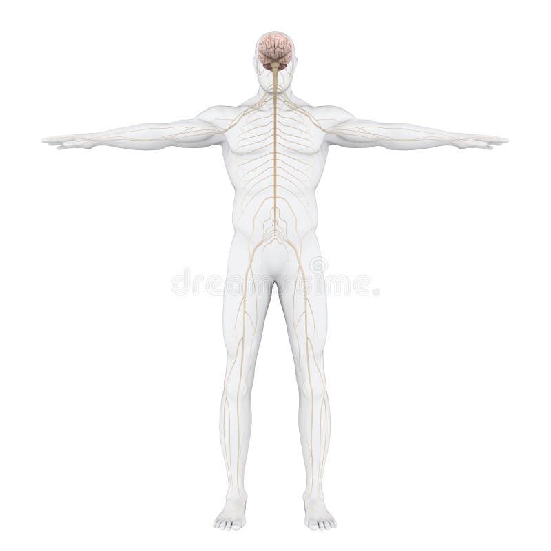 Menschliches Nervensystem-Illustration vektor abbildung Menschliches Nervensystem-Illustration vektor abbildung