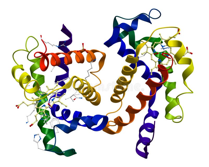 Menschliches oxyhemoglobin molekulare Struktur stock abbildung Menschliches oxyhemoglobin molekulare Struktur stock abbildung