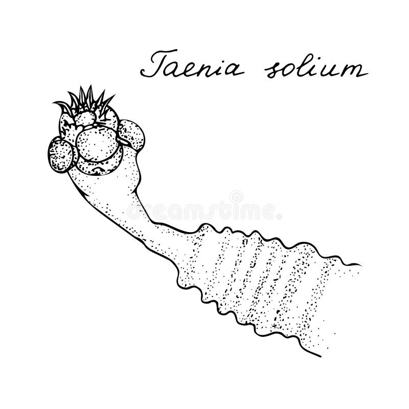 Menschliches Parasittaenia solium. Schwarzweiss-Handgezogene Illustration. vektor abbildung