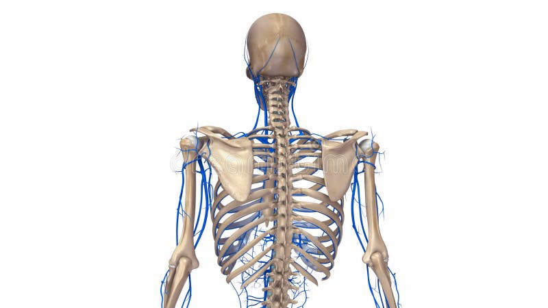 Menschliches Skelett mit Adern