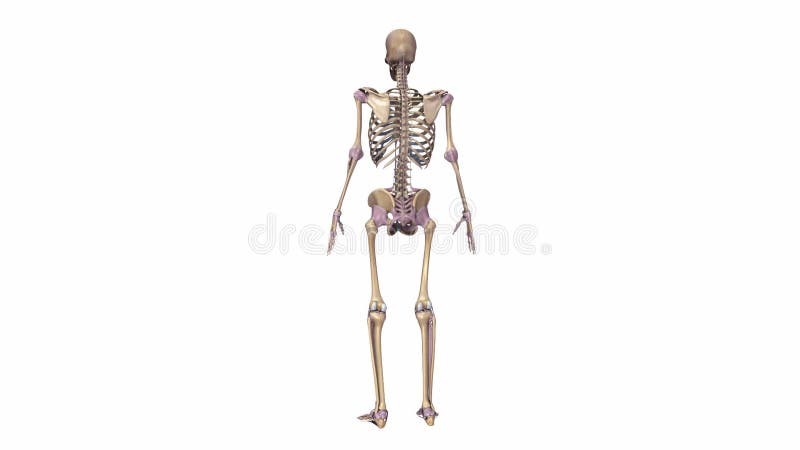 Menschliches Skelett mit Ligamenten