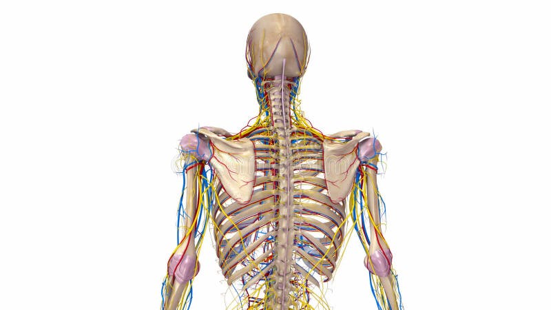 Menschliches Skelett mit Ligamenten, Blutgefäßen und den Nerven