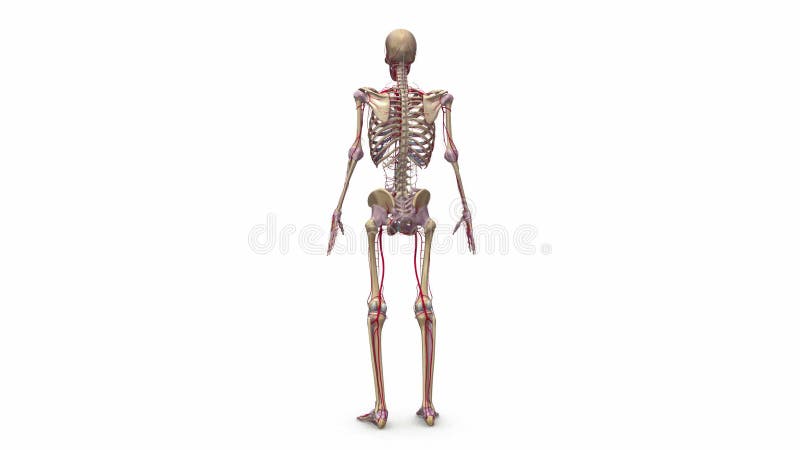 Menschliches Skelett mit Ligamenten und Arterien