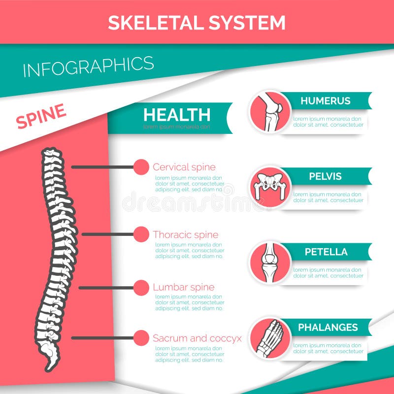 Menschliches skelettartiges System infographics Design stock abbildung Menschliches skelettartiges System infographics Design stock abbildung