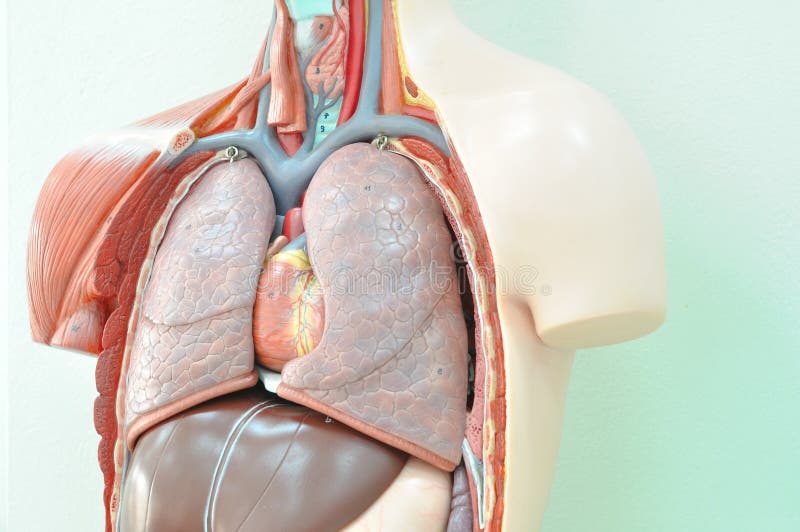 Menselijk anatomiemodel stock fotografie Menselijk anatomiemodel stock fotografie