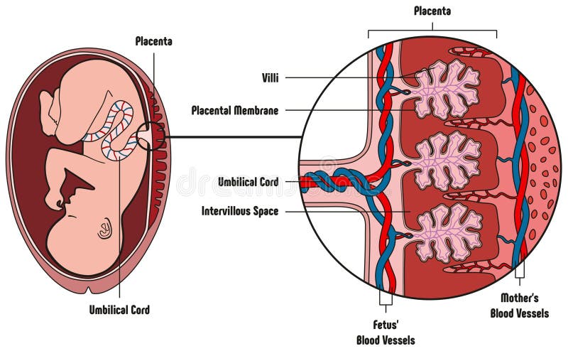 Menselijk de Anatomiediagram van de Foetusmoederkoek stock illustratie Menselijk de Anatomiediagram van de Foetusmoederkoek stock illustratie