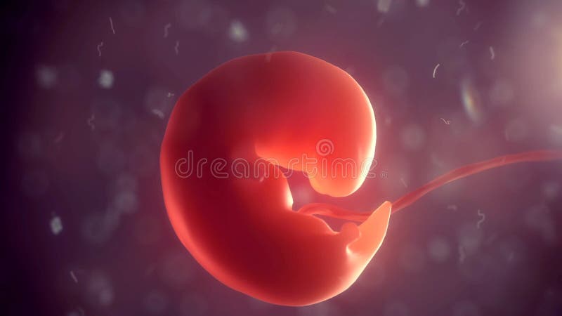 Menselijk embryo binnen lichaam 3D Illustratie vector illustratie Menselijk embryo binnen lichaam 3D Illustratie vector illustratie