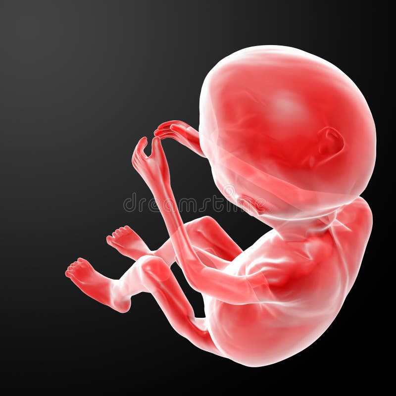 Menselijk foetus royalty-vrije illustratie Menselijk foetus royalty-vrije illustratie