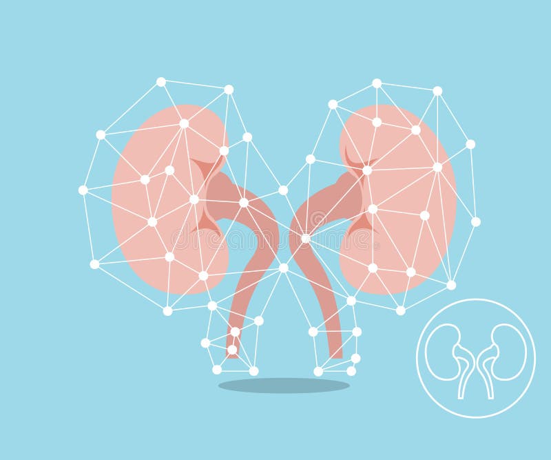 Menselijk het concepten vlak ontwerp van de nierbescherming vector illustratie Menselijk het concepten vlak ontwerp van de nierbescherming vector illustratie