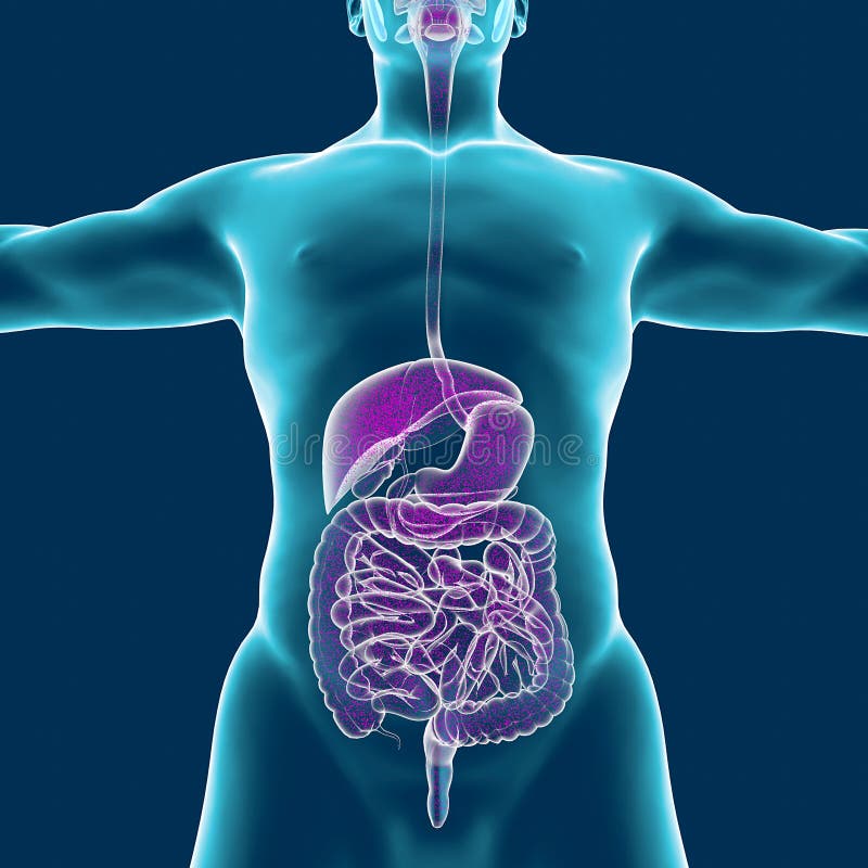 Menselijk lichaam en spijsverteringssysteem, anatomie het 3d teruggeven vector illustratie Menselijk lichaam en spijsverteringssysteem, anatomie het 3d teruggeven vector illustratie