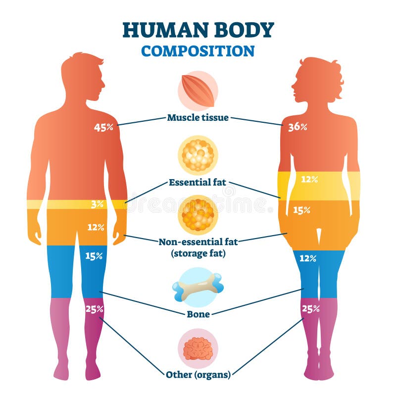 Menselijk lichaam samenstelling infografisch vectordiagram