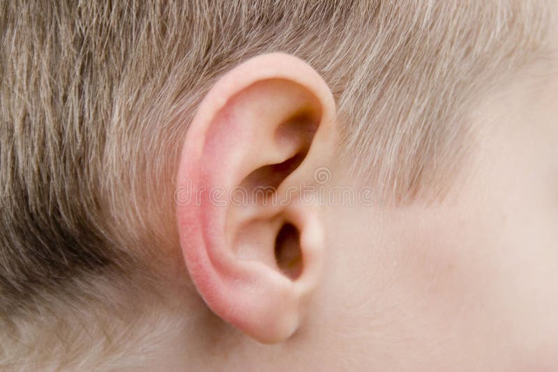 Menselijk oor