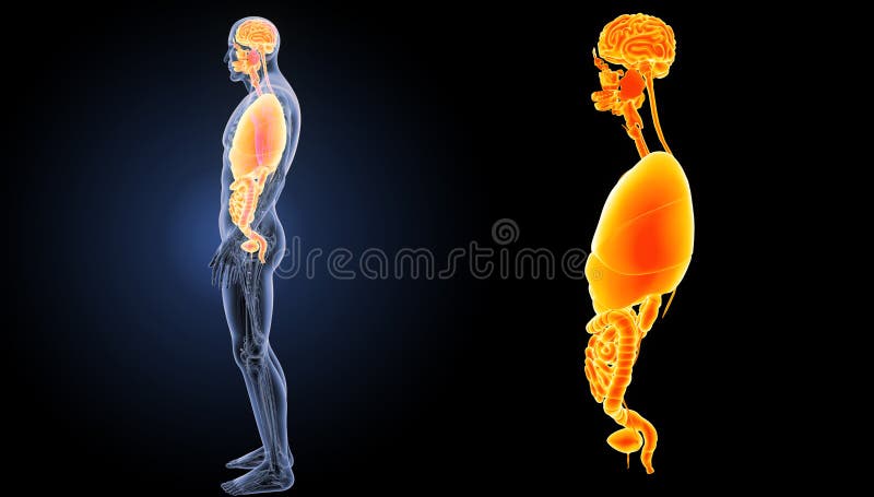 Humans have five vital organs that are essential for survival. These are the brain, heart, kidneys, liver and lungs. The human brain is the body`s control center, receiving and sending signals to other organs through the nervous system and through secreted hormones. Humans have five vital organs that are essential for survival. These are the brain, heart, kidneys, liver and lungs. The human brain is the body`s control center, receiving and sending signals to other organs through the nervous system and through secreted hormones.