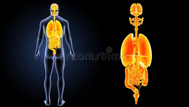 Humans have five vital organs that are essential for survival. These are the brain, heart, kidneys, liver and lungs. The human brain is the body`s control center, receiving and sending signals to other organs through the nervous system and through secreted hormones. Humans have five vital organs that are essential for survival. These are the brain, heart, kidneys, liver and lungs. The human brain is the body`s control center, receiving and sending signals to other organs through the nervous system and through secreted hormones.