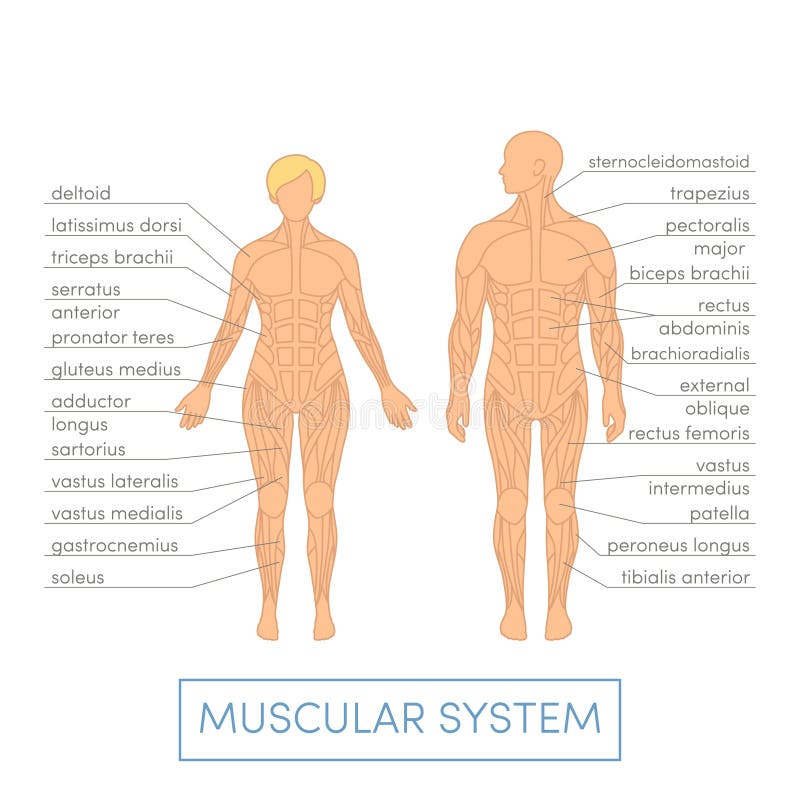 Menselijk spiersysteem vector illustratie Menselijk spiersysteem vector illustratie