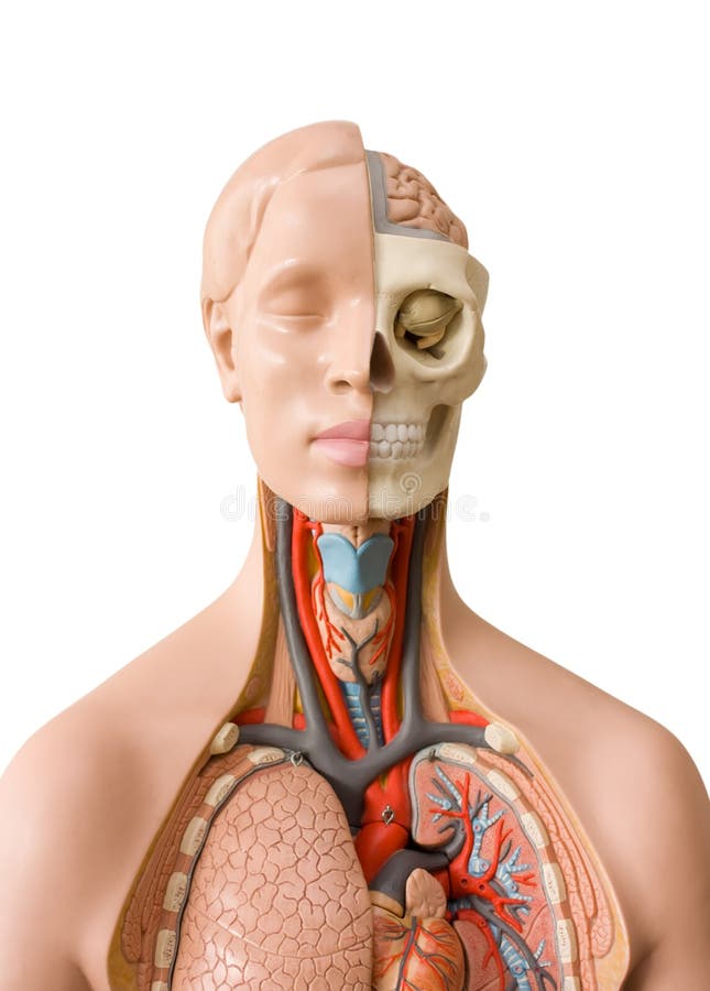 Menselijke anatomie royalty-vrije stock afbeelding Menselijke anatomie royalty-vrije stock afbeelding