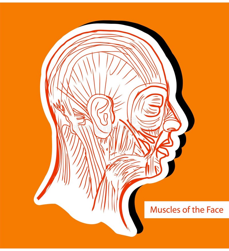 Menselijke anatomiespieren van het Gezicht (Gezichtsspieren) - Medisch IL vector illustratie Menselijke anatomiespieren van het Gezicht (Gezichtsspieren) - Medisch IL vector illustratie