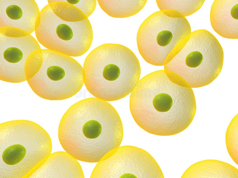 Menselijke cellen vector illustratie