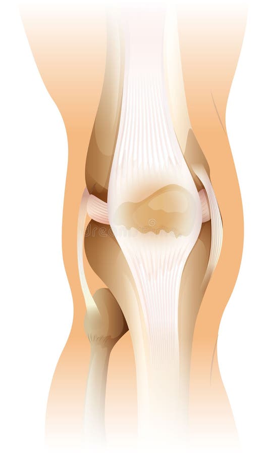 Menselijke knie vector illustratie Menselijke knie vector illustratie