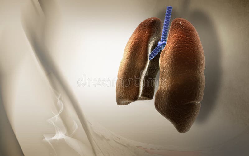 Digital illustration of human lungs in colour background. Digital illustration of human lungs in colour background