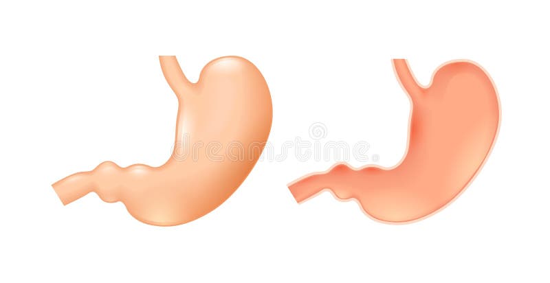 Menselijke maag vector illustratie