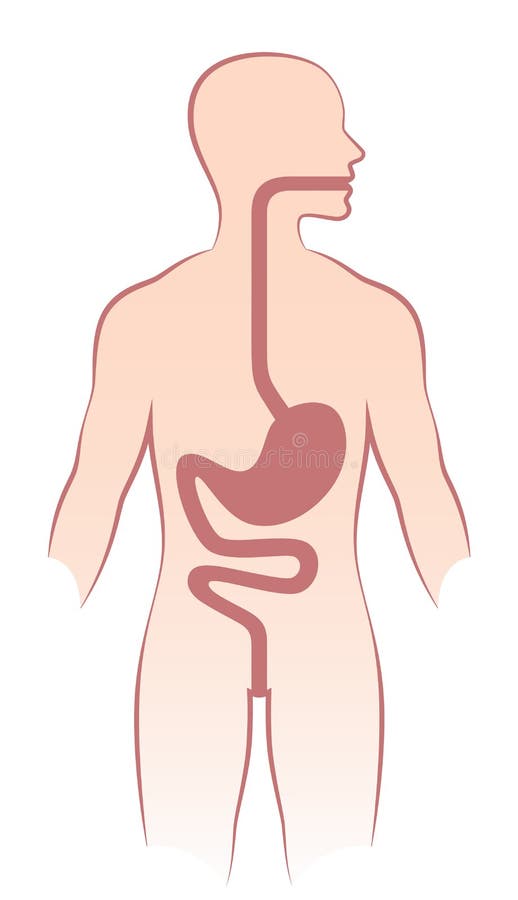 Menselijke maag royalty-vrije illustratie