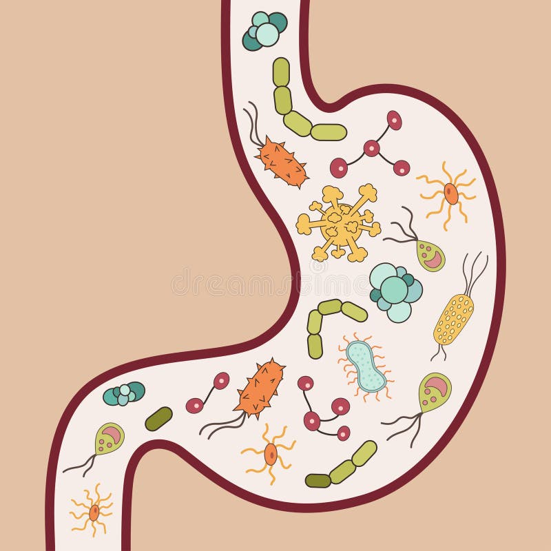Menselijke maag met virussen en bacteriën vector illustratie Menselijke maag met virussen en bacteriën vector illustratie