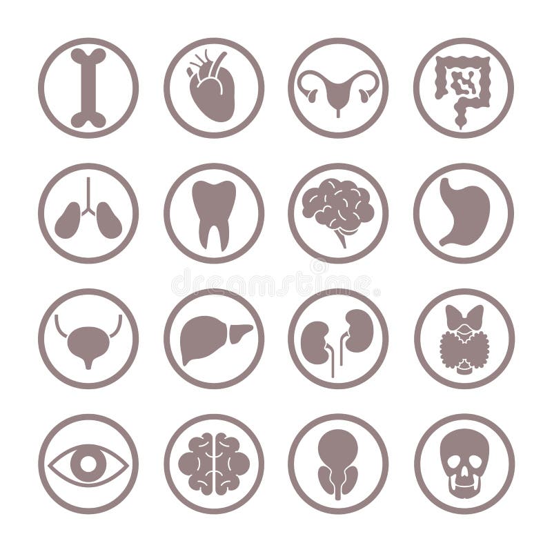 Menselijke orgaanpictogrammen Longen en nieren, hart en hersenen Maag en lever, darmen en vector van het blaas de interne orgaan royalty-vrije illustratie Menselijke orgaanpictogrammen Longen en nieren, hart en hersenen Maag en lever, darmen en vector van het blaas de interne orgaan royalty-vrije illustratie