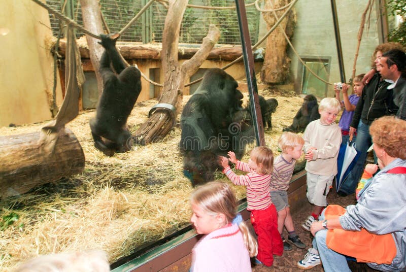 Mensen die gorilla's in de Dierentuin Zürich op Zwitserland waarnemen stock afbeelding Mensen die gorilla's in de Dierentuin Zürich op Zwitserland waarnemen stock afbeelding