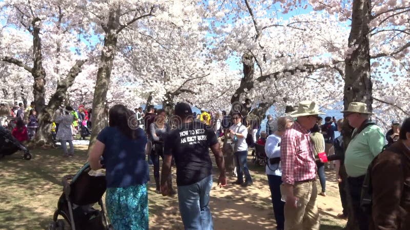 Mensen die van Cherry Blossoms op Zaterdag genieten