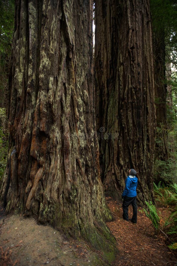 Mensenstarende blikken omhoog bij reuzecalifornische sequoiabomen royalty-vrije stock afbeeldingen Mensenstarende blikken omhoog bij reuzecalifornische sequoiabomen royalty-vrije stock afbeeldingen