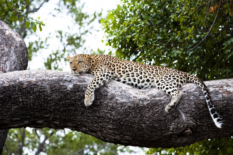 Mensonge détendu par léopard sur un branchement