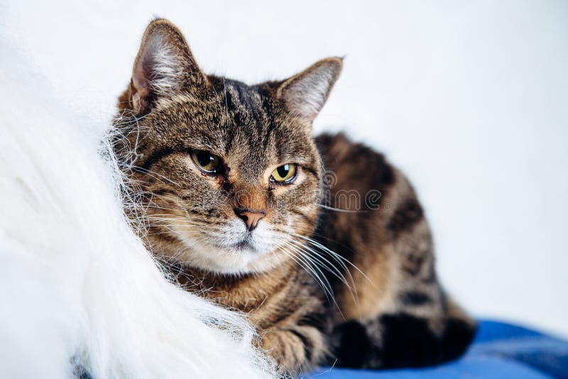 Mensonge tigré de Housecat sur un fond blanc image libre de droits Mensonge tigré de Housecat sur un fond blanc image libre de droits